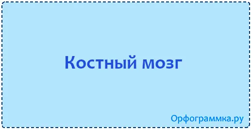 костный-мозг